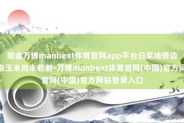 现金万博manbext体育官网app平台白菜地傍边还有200多亩玉米尚未收割-万博manbext体育官网(中国)官方网站登录入口